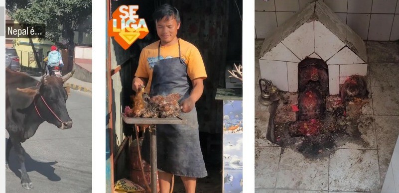 A vaca na cultura hindu é sagrada Encontramos templos e oferendas em quase todas as ruas